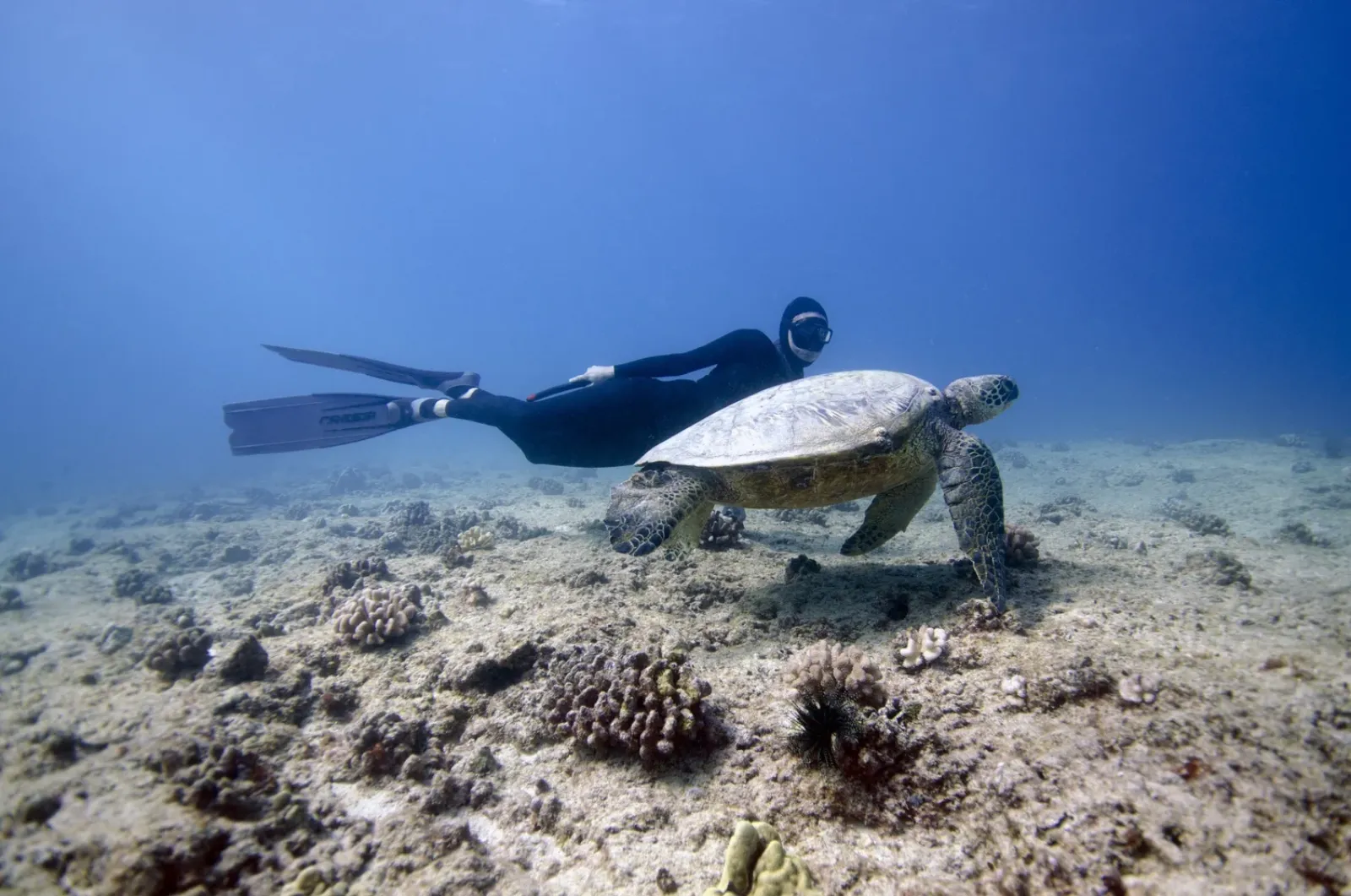 Freediving Koh Tao: Best Dive Sites, Courses and Complete Guide